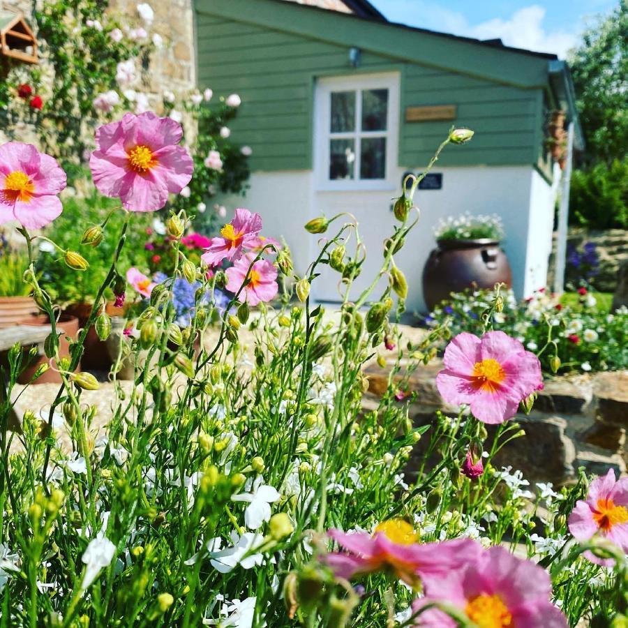 Penwyth House Bed & Breakfast New Quay Dış mekan fotoğraf